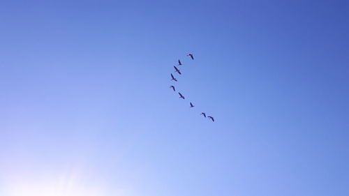 Low angle view of birds flying in sky