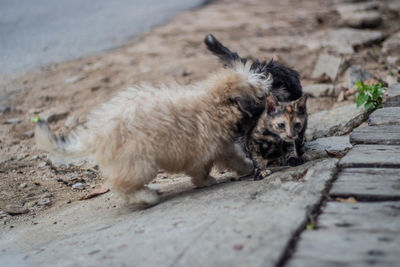 Portrait of dog relaxing on footpath