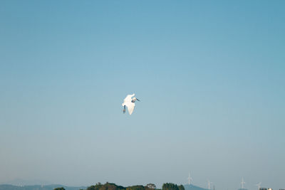 Low angle view of seagull flying in sky