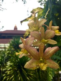 Close-up of plant