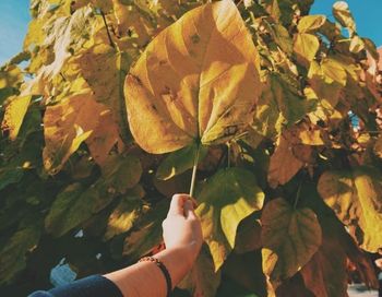 Close-up of dry leaves