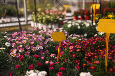 flowering plant