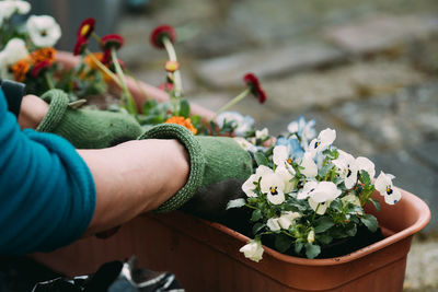 Close-up of hand holding flower pot