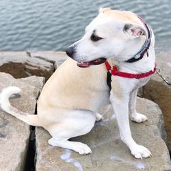 Close-up of dog on shore