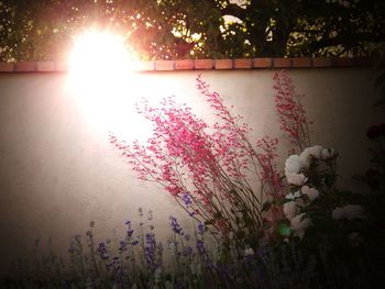 Pink flowering plants by trees against sky