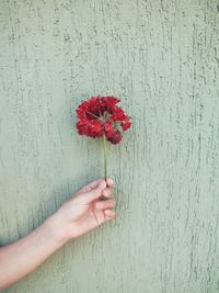 Cropped hand holding red flowering plant against white wall