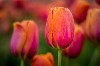 Close-up of purple tulip flower on field