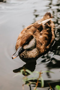 A brown duck