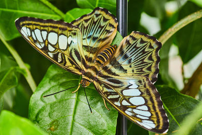 Close-up of butterfly on leaf