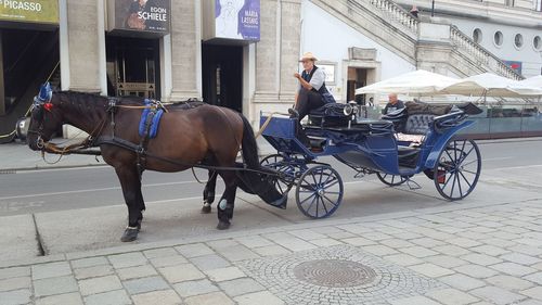 Horse cart on street in city