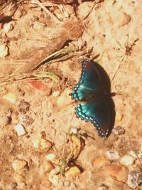 High angle view of butterfly on rock