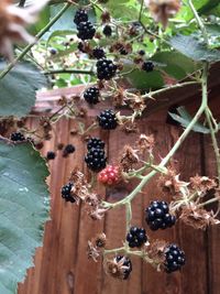 Close-up of berries growing on tree