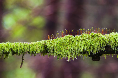 Plant growth on branch, close up, halleberg, sweden, europe