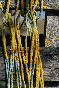 Close-up of rope