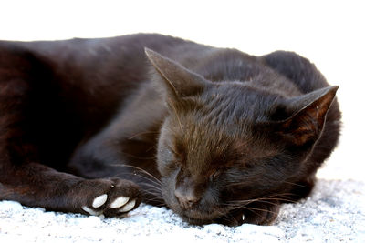 Close-up of cat sleeping
