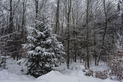 Snow covered trees in forest