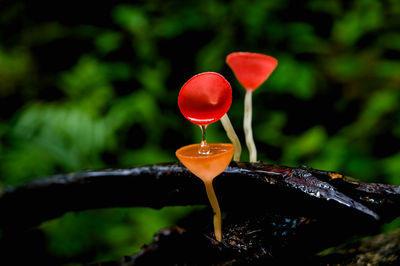 Close-up of red wineglass on plant