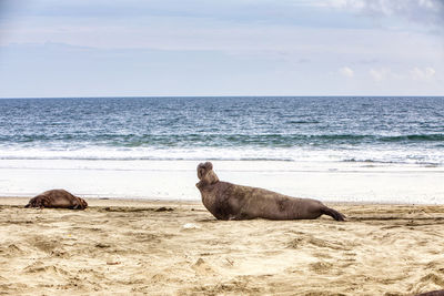 View of a horse on the beach