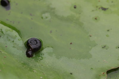 High angle view of a turtle in lake