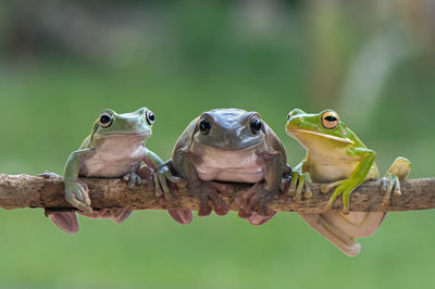 Close-up of frogs sitting on stick