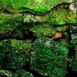 Full frame shot of tree trunk