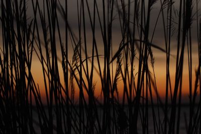 Silhouette plants against sky during sunset