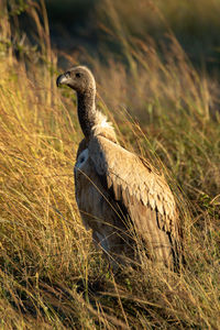 African white-backed vulture stands in dry grass