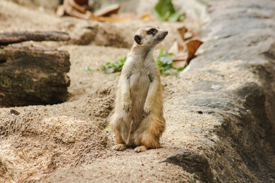 Squirrel sitting on rock