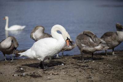 Flock of seagulls on beach