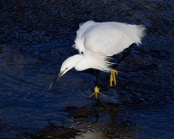 High angle view of bird in lake