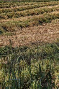 Scenic view of grassy field