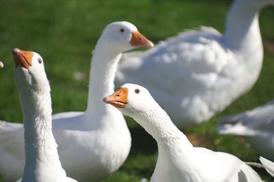 Close-up of birds