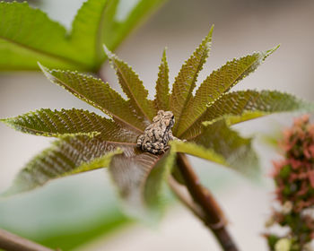 Close-up of spider on plant