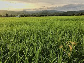 Scenic view of agricultural field against sky
