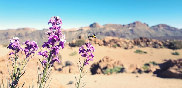 Close-up of insect on purple flowering plant