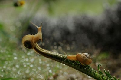 Close-up of lizard on tree