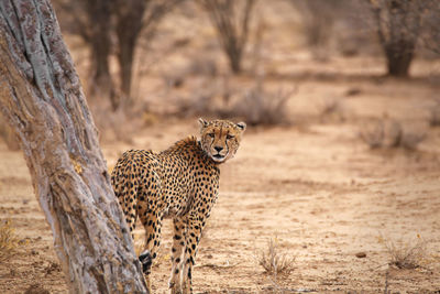 View of a cat on land