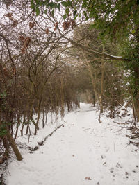 Trees on snow covered landscape