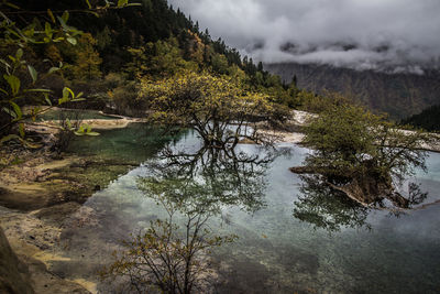 Scenic view of lake in forest against sky