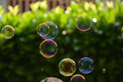 Close-up of bubbles in mid-air against plants