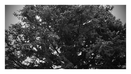 Low angle view of trees against sky