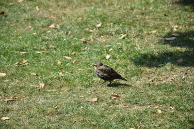 High angle view of bird perching on a field