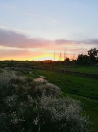 Scenic view of agricultural field against sky during sunset