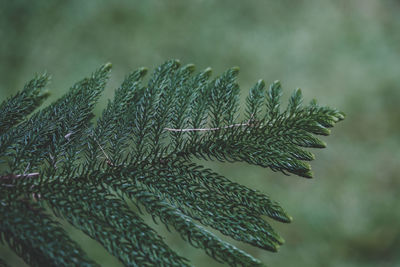 Close-up of plant leaves