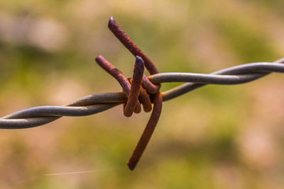 Close-up of barbed wire