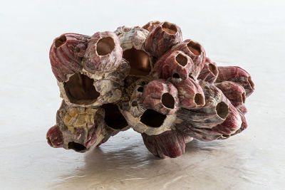 Close-up of animal skull on table