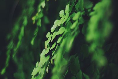 Close-up of plant growing outdoors