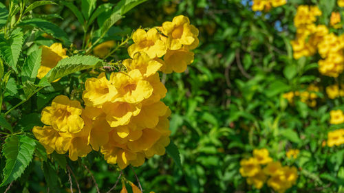 Close-up of yellow marigold flowers