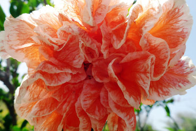 Close-up of flower