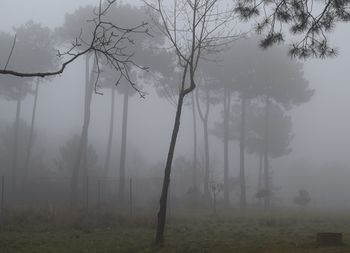 Trees on landscape during foggy weather